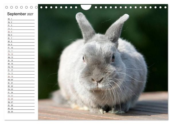 Produktbild: Kaninchen - knuddelige Hausgenossen (Wandkalender 2027 DIN A4 quer), CALVENDO Monatskalender