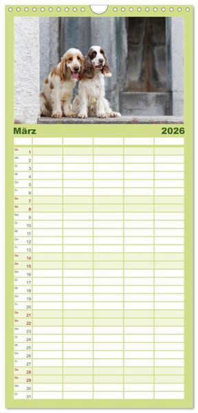 Produktbild: Familienplaner 2026 - English Cocker Spaniels - Ein Spaziergang im Park mit 5 Spalten (Wandkalender, 21 x 45 cm) CALVENDO