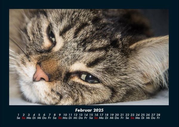 Produktbild: F&uuml;r Katzenfreunde 2025 Fotokalender DIN A4