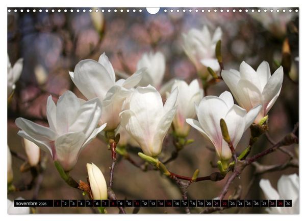 Produktbild: Magnolias en fleur (Calendrier mural 2026 DIN A3 vertical), CALVENDO calendrier mensuel