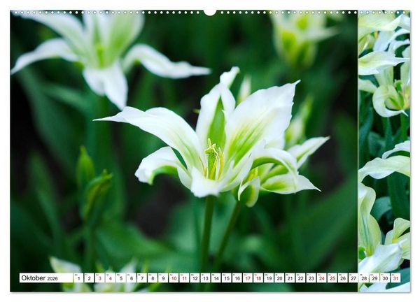 Produktbild: Tulpen - kunterbunte Collagen (hochwertiger Premium Wandkalender 2026 DIN A2 quer), Kunstdruck in Hochglanz