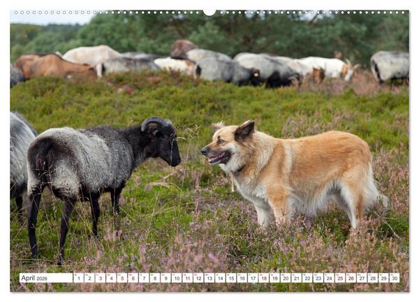 Produktbild: Die L&uuml;neburger Heide - Ausflugsziel im Norden (hochwertiger Premium Wandkalender 2026 DIN A2 quer), Kunstdruck in Hochglanz