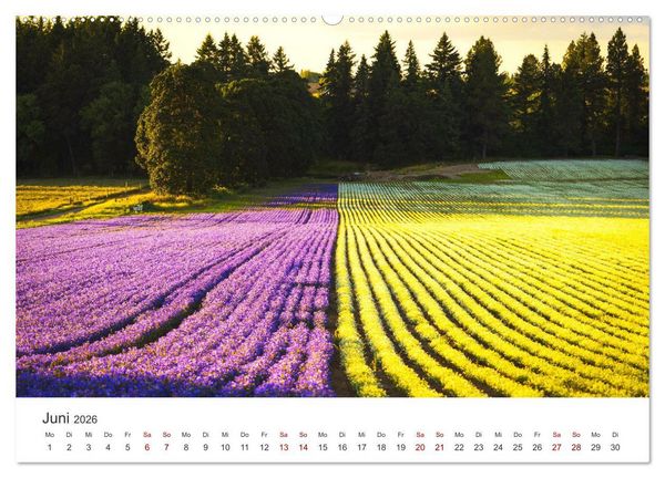 Produktbild: Lavendel - Die violette Wunderblume (hochwertiger Premium Wandkalender 2026 DIN A2 quer), Kunstdruck in Hochglanz