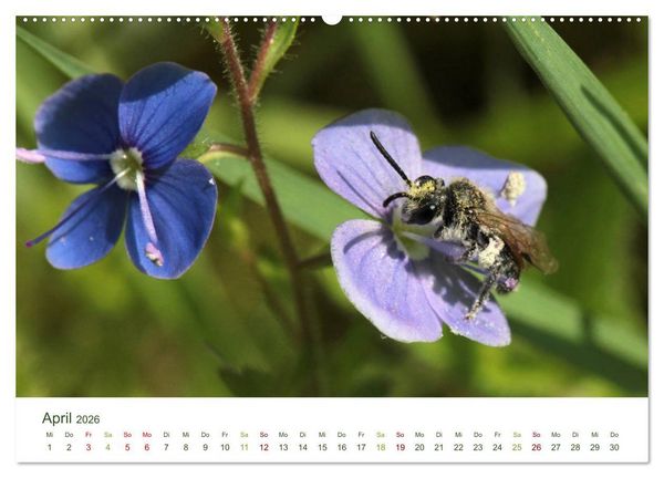 Produktbild: Wildbienen im Garten (Wandkalender 2026 DIN A2 quer), CALVENDO Monatskalender