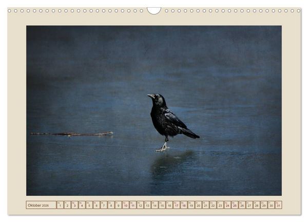 Produktbild: V&ouml;gel am Chemnitzer Schlossteich (Wandkalender 2026 DIN A3 quer), CALVENDO Monatskalender