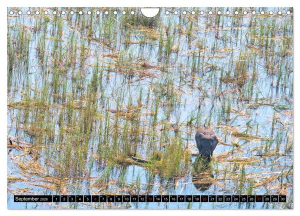 Produktbild: S&uuml;dliches Afrika - Vom Kap bis zu den Victoria F&auml;llen (Wandkalender 2026 DIN A4 quer), CALVENDO Monatskalender