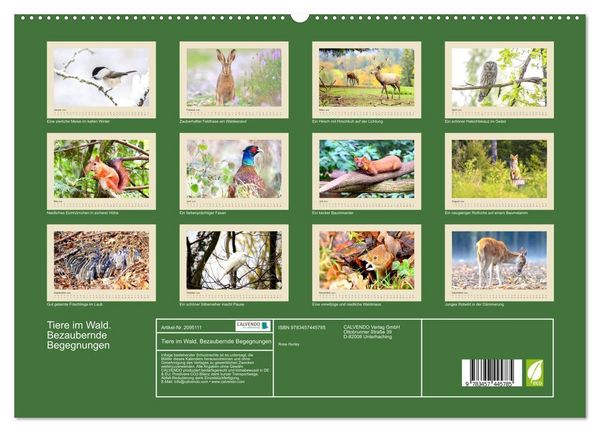 Produktbild: Tiere im Wald. Bezaubernde Begegnungen (hochwertiger Premium Wandkalender 2026 DIN A2 quer), Kunstdruck in Hochglanz