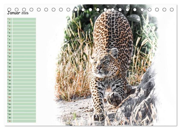 Produktbild: Tierisches Yoga (Tischkalender 2026 DIN A5 quer), CALVENDO Monatskalender