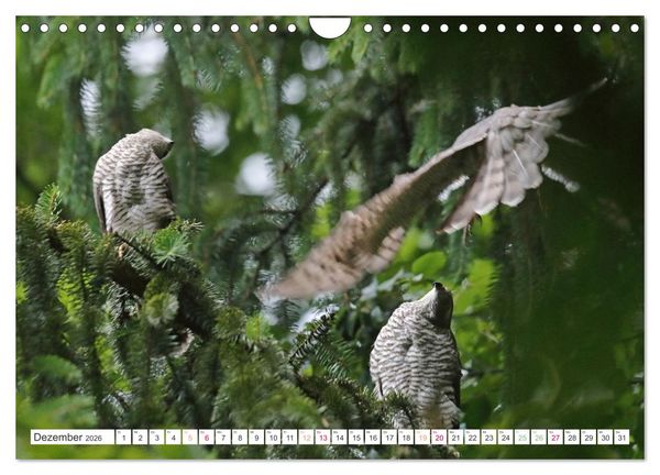 Produktbild: Sperber - Kleiner Vogel Greif (Wandkalender 2026 DIN A4 quer), CALVENDO Monatskalender