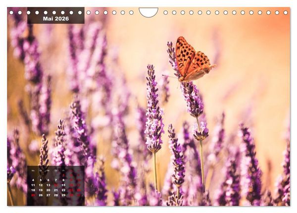 Produktbild: Provence - Farben und D&uuml;fte (Wandkalender 2026 DIN A4 quer), CALVENDO Monatskalender