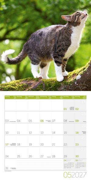 Produktbild: Katzen Kalender 2027 - 30x30 - Art12