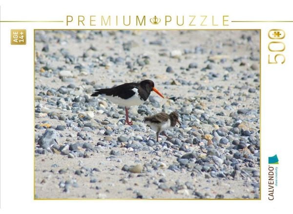 CALVENDO Puzzle Austernfischer mit Küken | 500 Teile Lege-Größe 48 × 36 cm Foto-Puzzle für Erwachsene