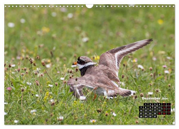 Produktbild: Die Vogelwelt der &Auml;u&szlig;eren Hebriden (Wandkalender 2026 DIN A3 quer), CALVENDO Monatskalender