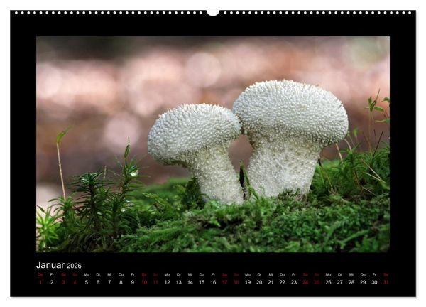Produktbild: Pilzgalerie - Heimische Pilze aus der Region Rheinland-Pfalz (Wandkalender 2026 DIN A2 quer), CALVENDO Monatskalender