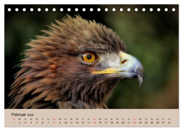Produktbild: Der Steinadler. Majest&auml;tischer Greifvogel (Tischkalender 2026 DIN A5 quer), CALVENDO Monatskalender