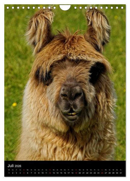 Produktbild: LAMAS (Wandkalender 2026 DIN A4 hoch), CALVENDO Monatskalender