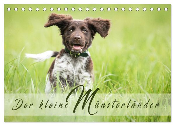 Produktbild: Der kleine M&uuml;nsterl&auml;nder (Tischkalender 2026 DIN A5 quer), CALVENDO Monatskalender