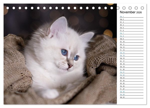 Produktbild: Heilige Birma Kitten mit Planer (Tischkalender 2026 DIN A5 quer), CALVENDO Monatskalender