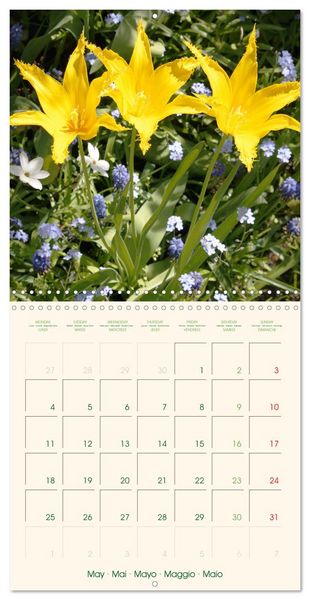 Produktbild: Tulipes charmantes et fra&icirc;ches (Calendrier mural carr&eacute; 2026 30x30 cm) Calendrier double avec une page pour vos prises de notes