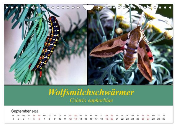 Produktbild: Zwei Leben, Raupe und Schmetterling (Wandkalender 2026 DIN A4 quer), CALVENDO Monatskalender
