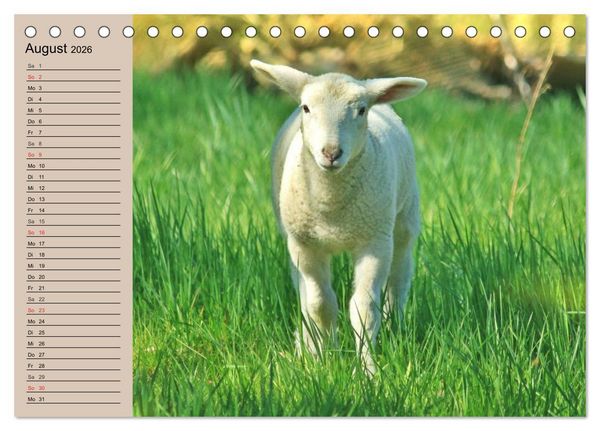 Produktbild: Schafe z&auml;hlen leicht gemacht! (Tischkalender 2026 DIN A5 quer), CALVENDO Monatskalender