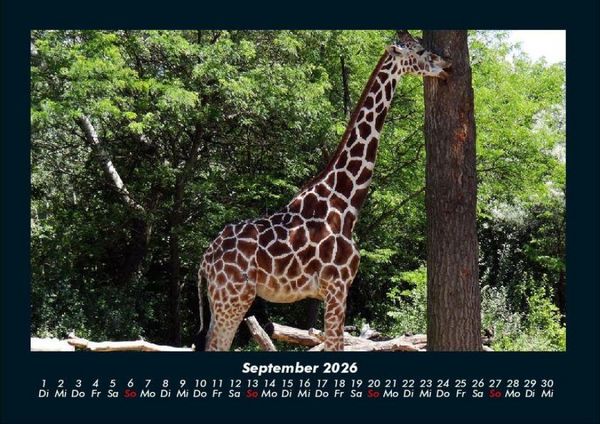 Produktbild: Giraffen 2026 Fotokalender DIN A4