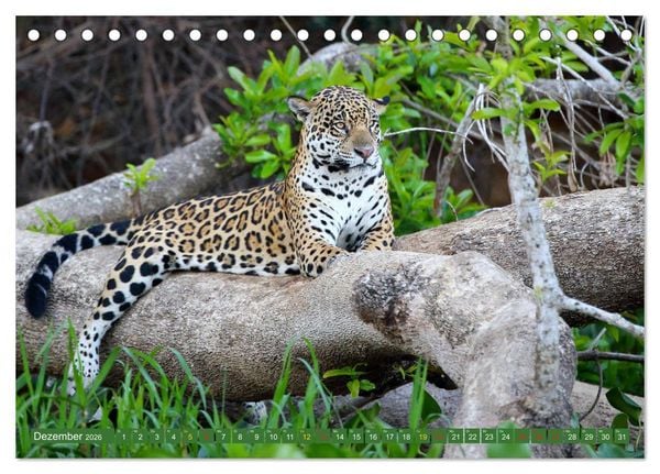 Produktbild: Jaguare im Pantanal (Tischkalender 2026 DIN A5 quer), CALVENDO Monatskalender