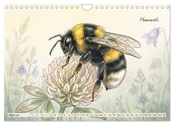 Produktbild: Kleine Wunder in Aquarell - Heimische Insekten kunstvoll illustriert (Wandkalender 2027 DIN A4 quer), CALVENDO Monatskalender