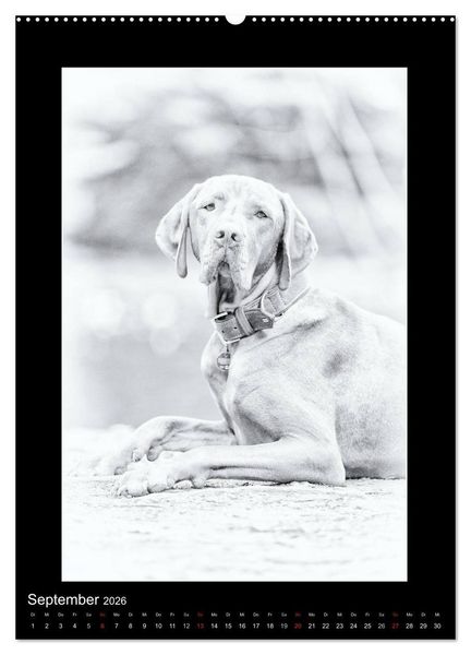 Produktbild: Vizsla-Liebe (Wandkalender 2026 DIN A2 hoch), CALVENDO Monatskalender