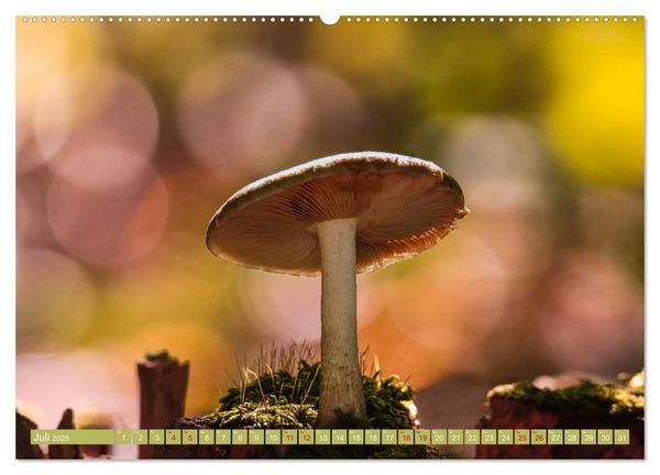 Produktbild: Wundersame Pilzwelten (Wandkalender 2026 DIN A2 quer), CALVENDO Monatskalender
