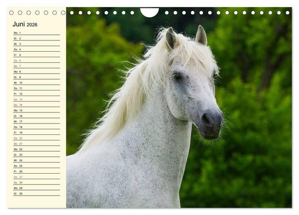 Produktbild: Welt der Pferde (Wandkalender 2026 DIN A4 quer), CALVENDO Monatskalender