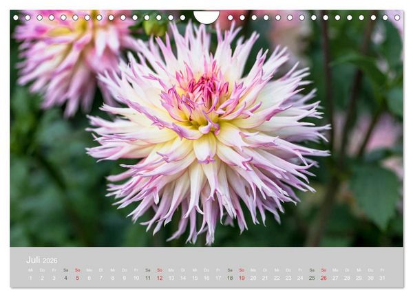 Produktbild: Dahlien - Prachtvolle Bl&uuml;ten des Sp&auml;tsommers (Wandkalender 2026 DIN A4 quer), CALVENDO Monatskalender
