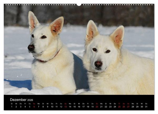 Produktbild: Wei&szlig;er Schweizer Sch&auml;ferhund (Wandkalender 2026 DIN A2 quer), CALVENDO Monatskalender