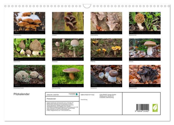 Produktbild: Pilzkalender (Wandkalender 2026 DIN A3 quer), CALVENDO Monatskalender