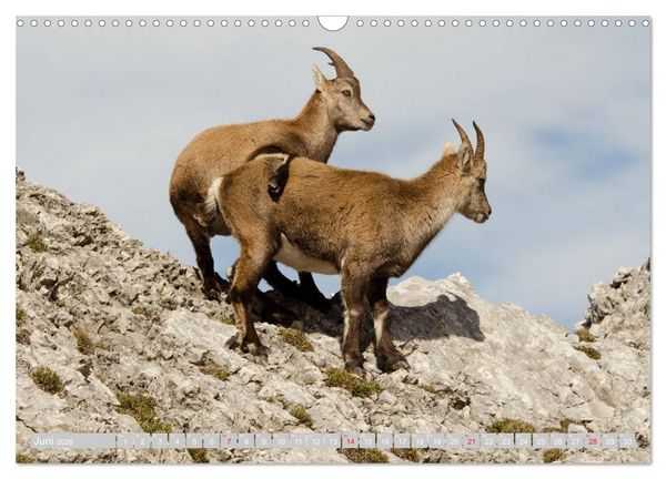 Produktbild: Steinwild am Pilatus (Wandkalender 2026 DIN A3 quer), CALVENDO Monatskalender