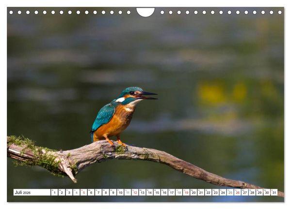 Produktbild: Eisv&ouml;gel (Alcedo atthis) - Edelsteine der Natur (Wandkalender 2026 DIN A4 quer), CALVENDO Monatskalender