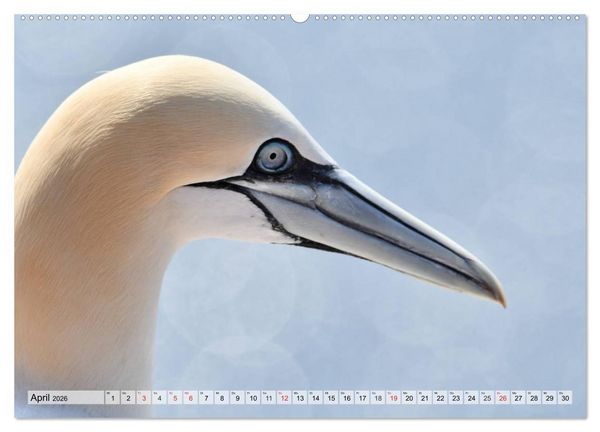 Produktbild: Sch&ouml;ne Basst&ouml;lpel (Wandkalender 2026 DIN A2 quer), CALVENDO Monatskalender