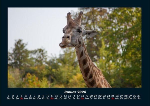 Produktbild: Giraffen 2026 Fotokalender DIN A4