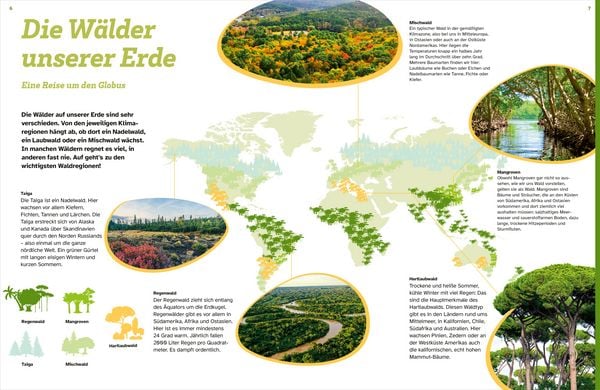 Produktbild: WAS IST WAS Der Wald. Zwischen Bl&auml;ttern und Zapfen
