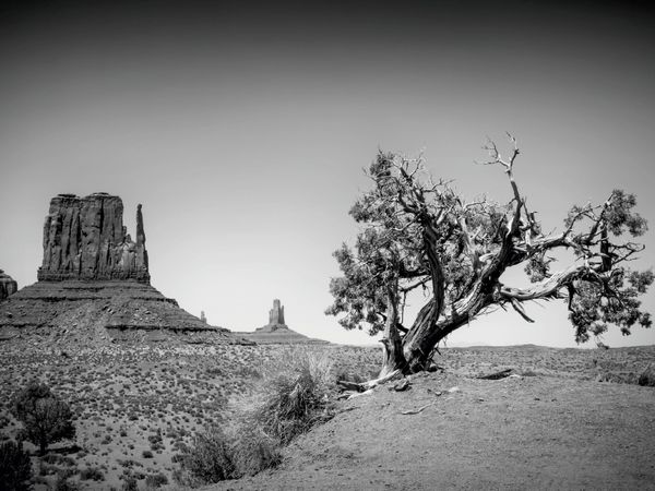 Produktbild: CALVENDO Puzzle MONUMENT VALLEY West Mitten Butte und Baum | 1000 Teile Lege-Gr&ouml;&szlig;e 64x48cm Foto-Puzzle f&uuml;r gl&uuml;ckliche Stunden