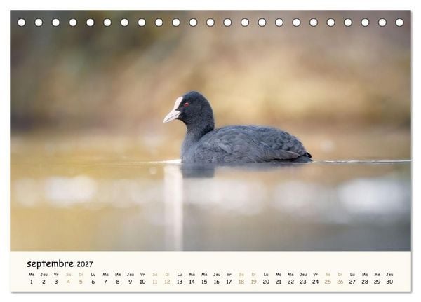 Produktbild: Esprit animal - Regards minimalistes (Calendrier de bureau 2027 DIN A5 vertical), CALVENDO calendrier mensuel