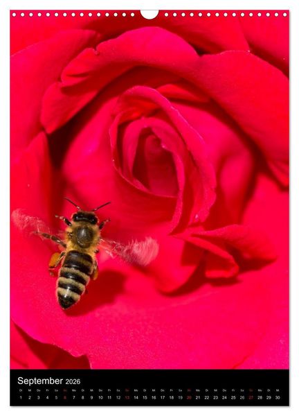 Produktbild: Bienen und Hummeln (Wandkalender 2026 DIN A3 hoch), CALVENDO Monatskalender