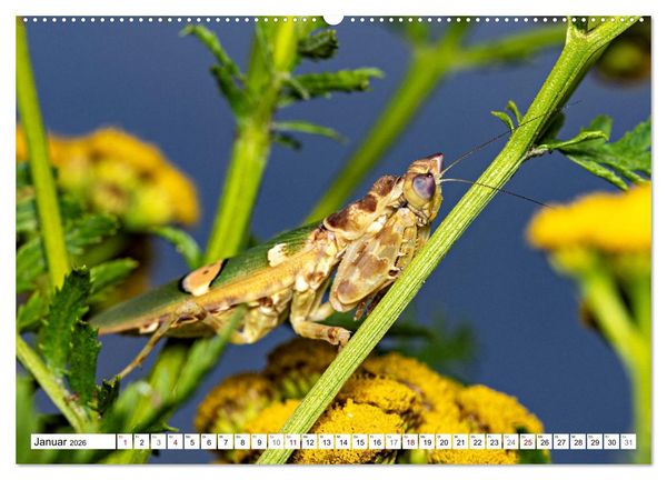 Produktbild: Im Bann der Mantis (hochwertiger Premium Wandkalender 2026 DIN A2 quer), Kunstdruck in Hochglanz