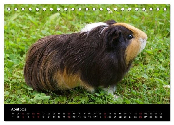 Produktbild: Meerschweinchen und Zwergkaninchen (Tischkalender 2026 DIN A5 quer), CALVENDO Monatskalender