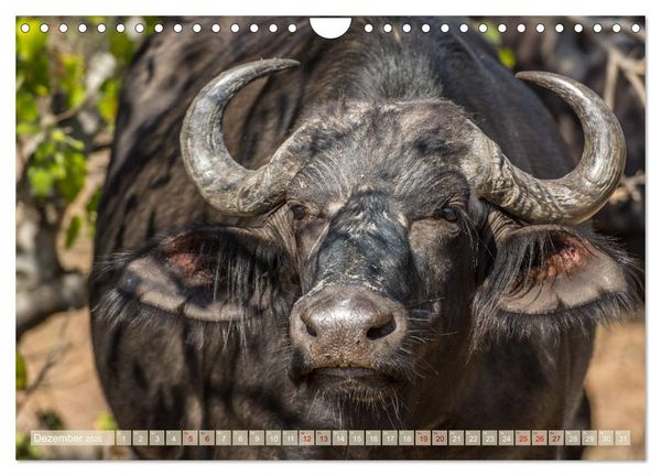 Produktbild: Chobe River - Eine spannende Flussfahrt in Botswana (Wandkalender 2026 DIN A4 quer), CALVENDO Monatskalender