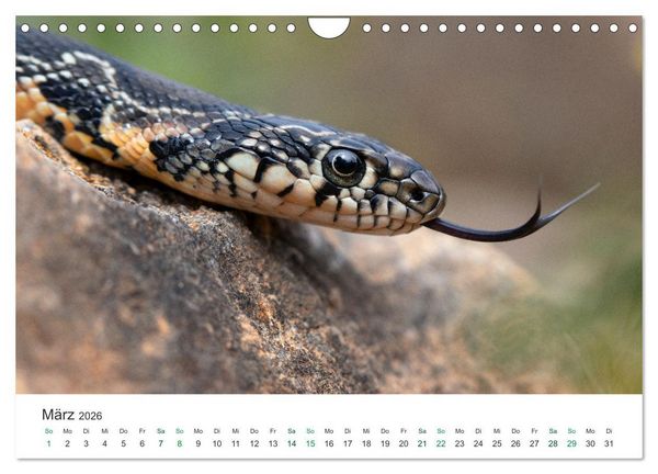Produktbild: Schlangen - Portraits europ&auml;ischer Arten (Wandkalender 2026 DIN A4 quer), CALVENDO Monatskalender