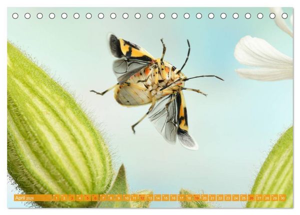 Produktbild: Sechs Beine in der Luft - Wanzen im Flug (Tischkalender 2026 DIN A5 quer), CALVENDO Monatskalender