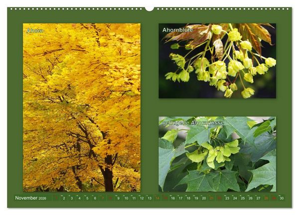 Produktbild: Faszinierende B&auml;ume (Wandkalender 2026 DIN A2 quer), CALVENDO Monatskalender