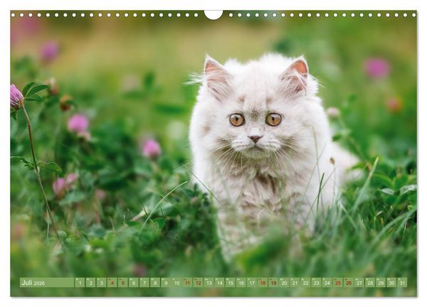 Produktbild: Kittens - Britisch Kurzhaar Katzenkinder (Wandkalender 2026 DIN A3 quer), CALVENDO Monatskalender