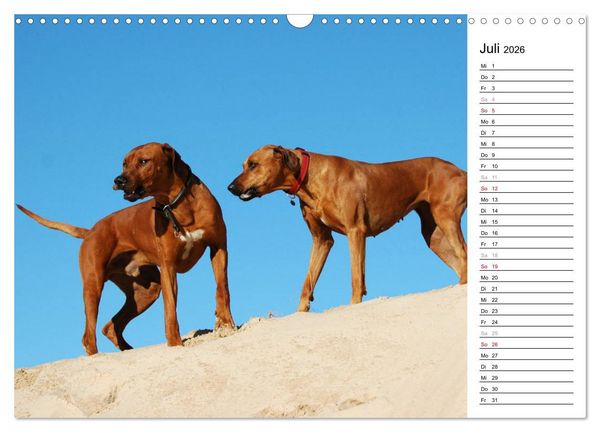 Produktbild: Rhodesian Ridgeback Terminkalender (Wandkalender 2026 DIN A3 quer), CALVENDO Monatskalender